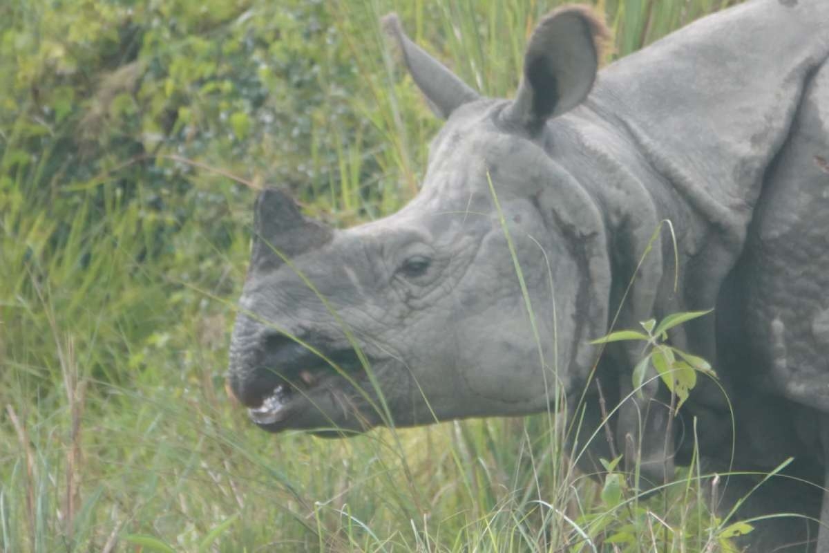 Wildlife and Safari Tours