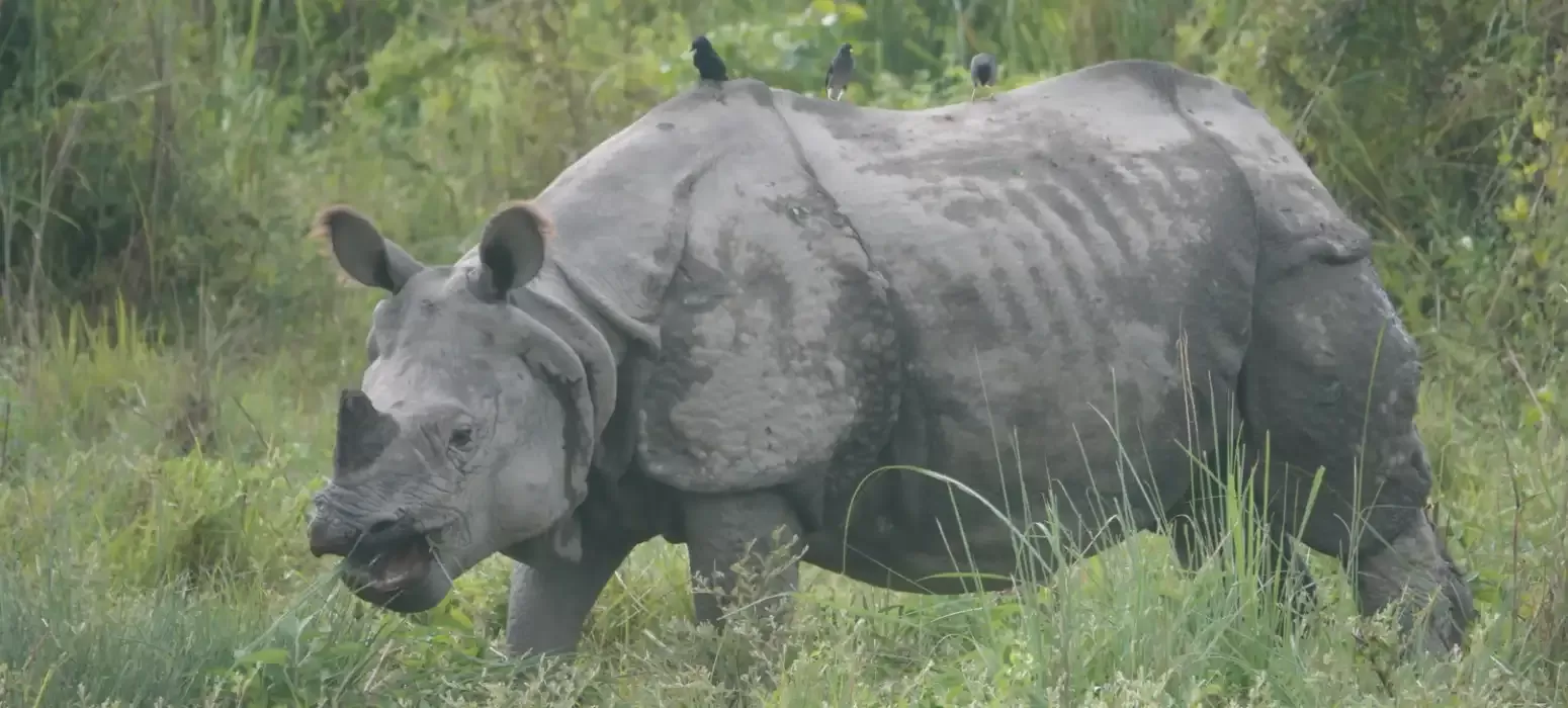 Chitwan Jungle Safari Tour