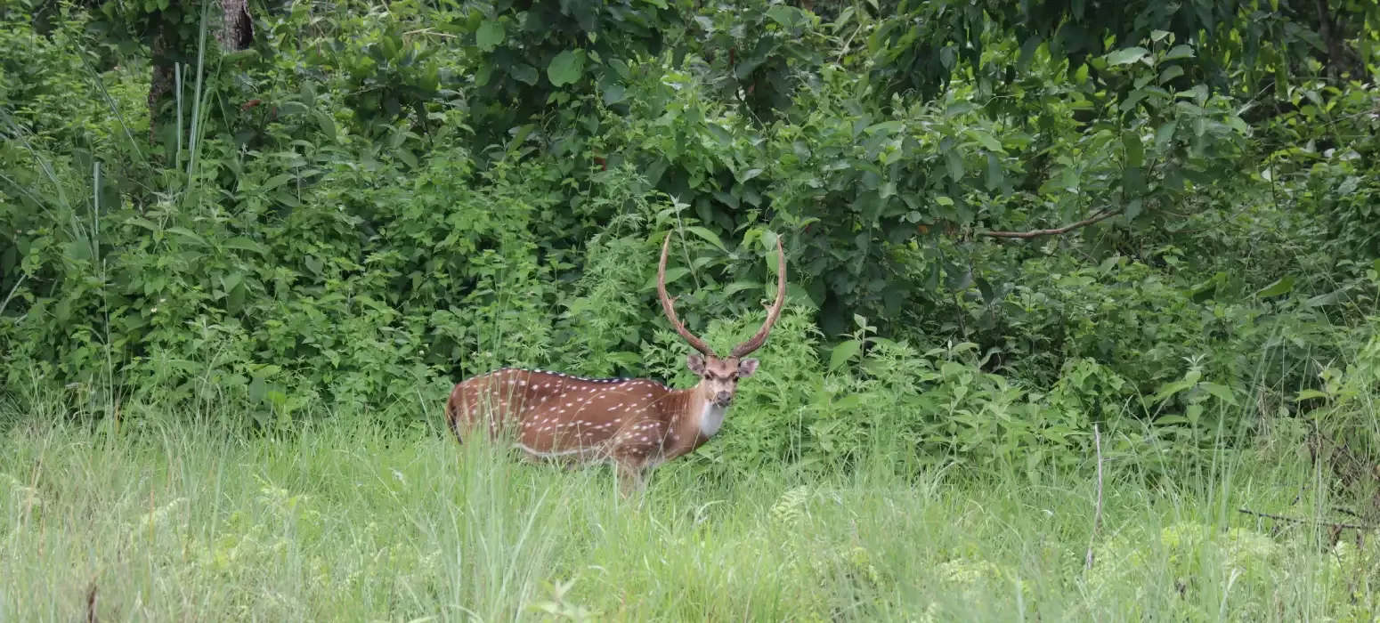Bardia Jungle Safari Tour